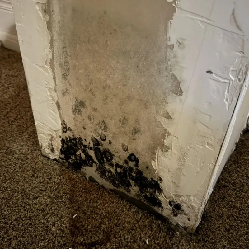 Professional Mold Removal in Morrow County, OH